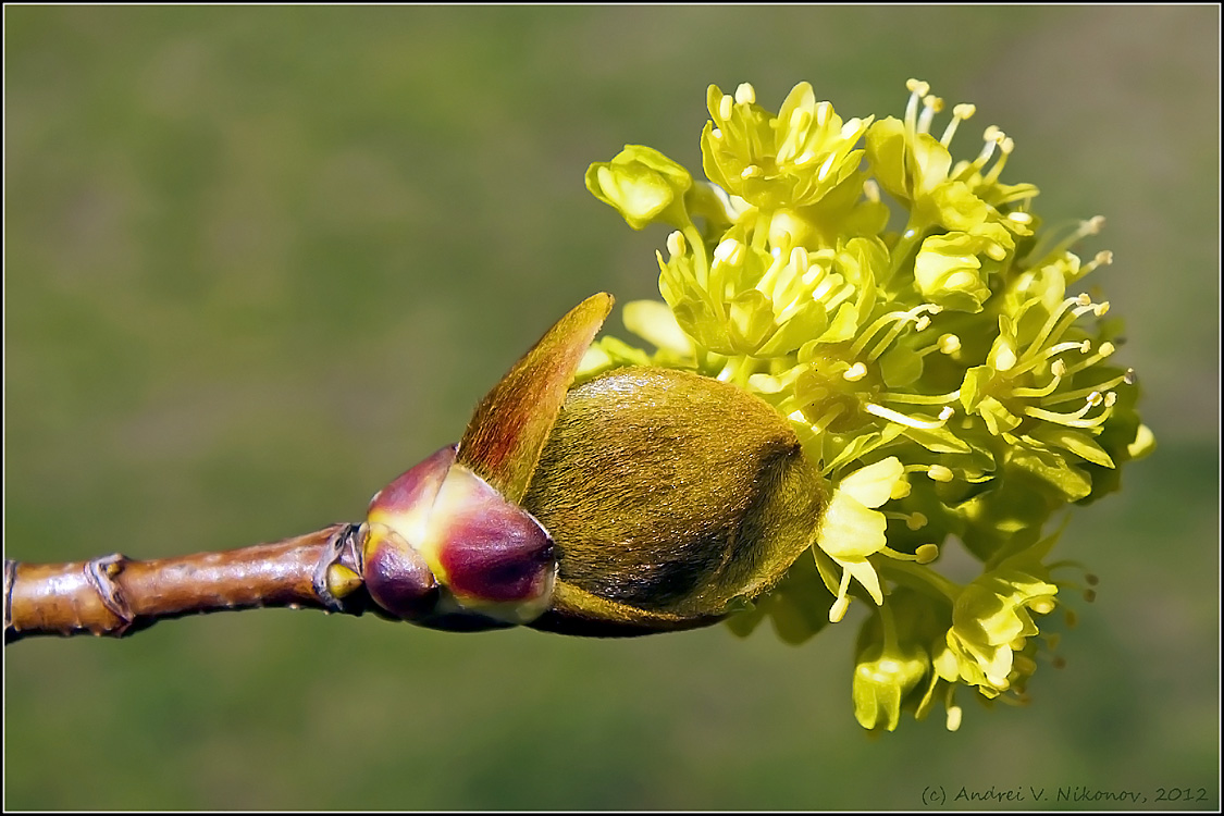 photo "* * *" tags: nature, macro and close-up, flowers