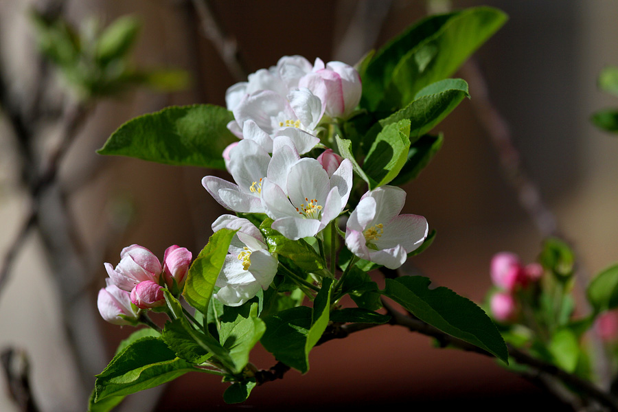 photo "***" tags: nature, flowers