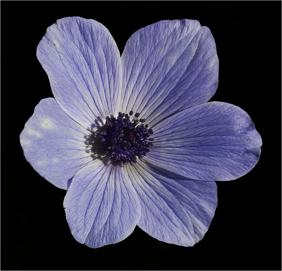 фото "Синенький" метки: природа, макро и крупный план, цветы