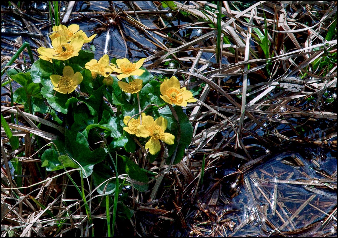 photo "spring flowers" tags: nature, flowers