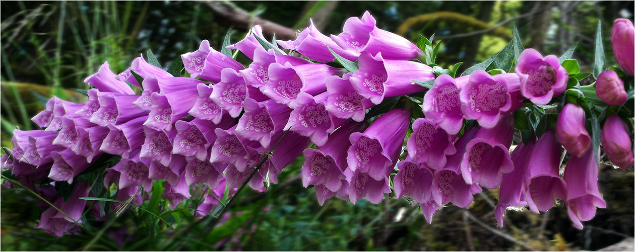 photo "***" tags: nature, flowers