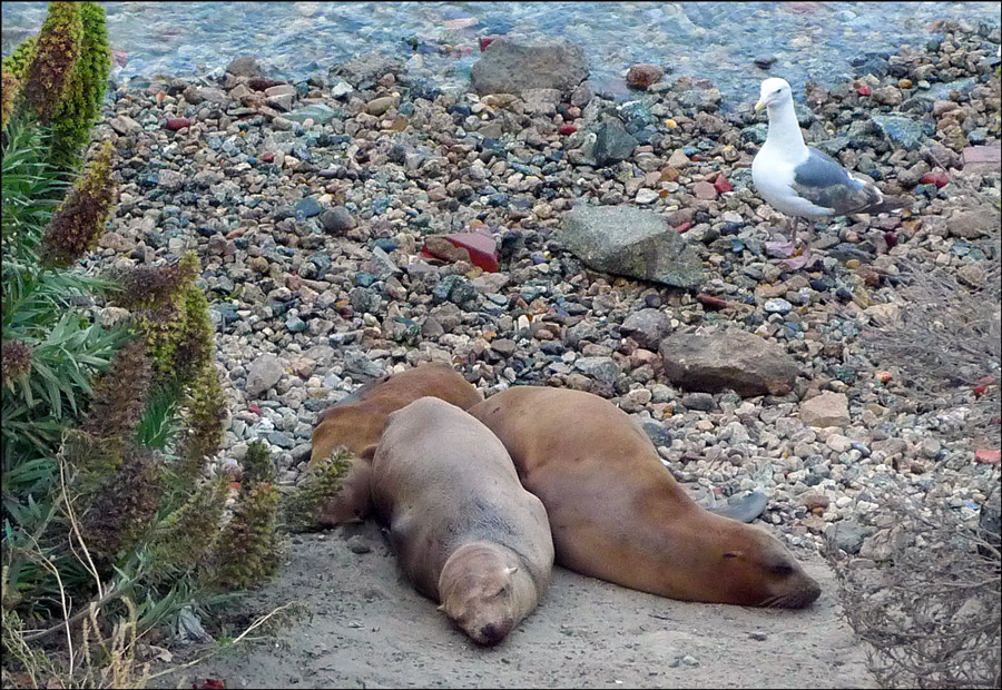 photo "On the beach" tags: nature, travel, North America, wild animals