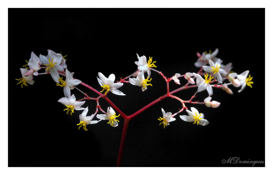 photo "#" tags: nature, macro and close-up, flowers