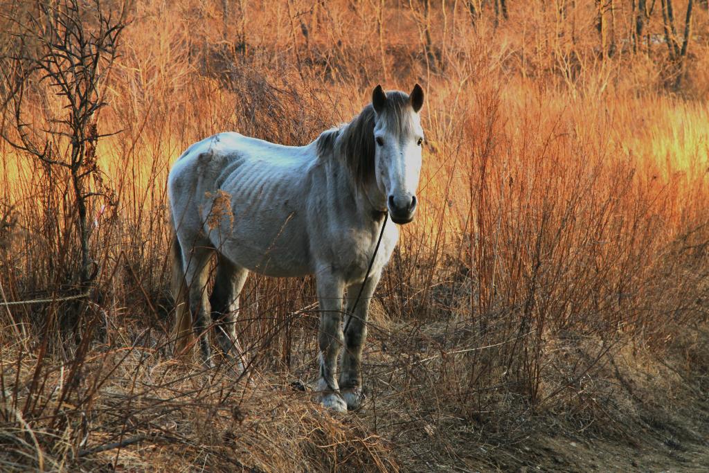 photo "***" tags: nature, pets/farm animals