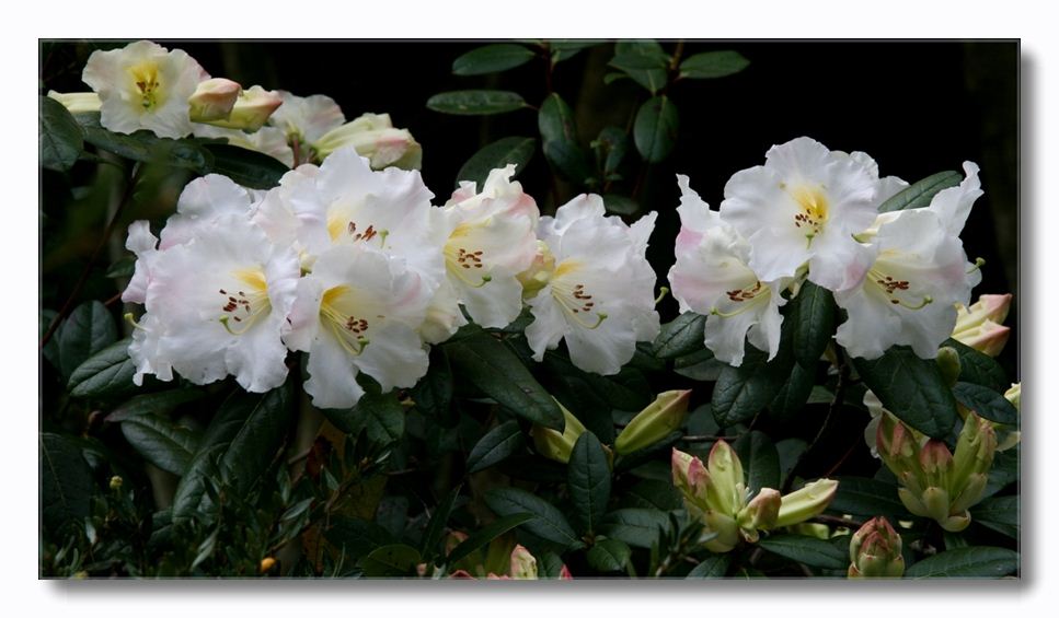 photo "rhododendron lindleyii" tags: nature, flowers