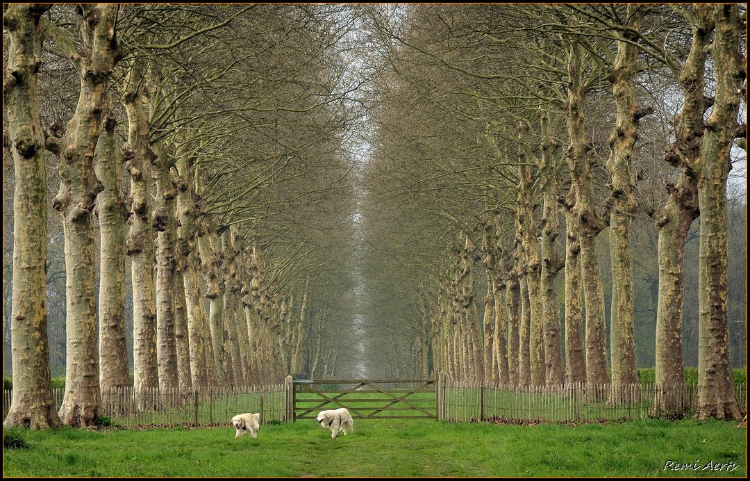 photo "Who let the dogs out?" tags: landscape, pets/farm animals, spring