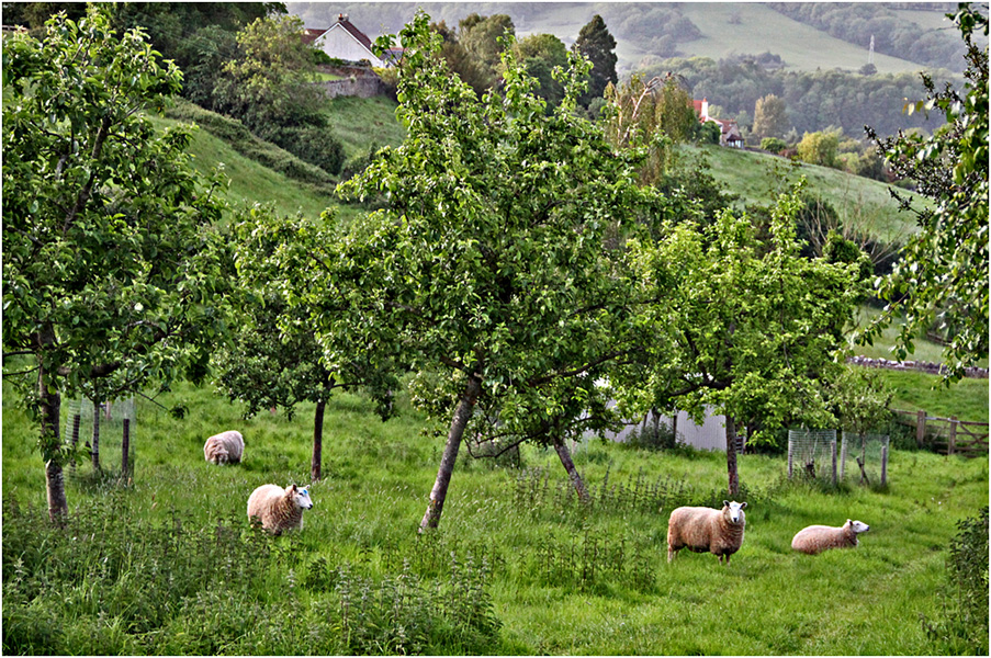 фото "В яблоневом саду." метки: пейзаж, дерева, домашние животные, овцы