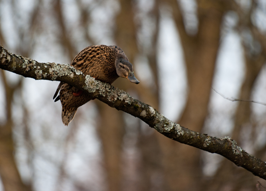 photo "***" tags: nature, wild animals