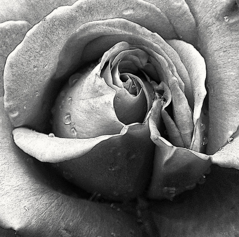 photo "***" tags: nature, black&white, flowers