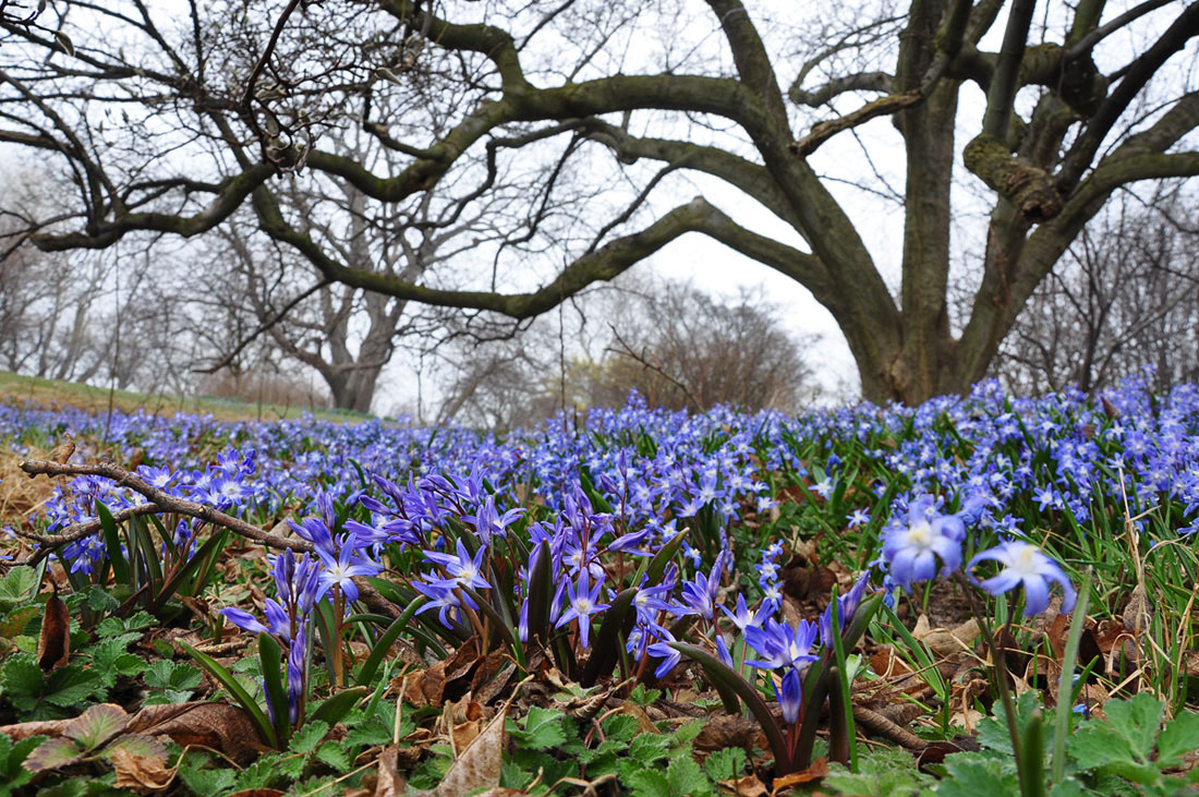 photo "***" tags: nature, landscape, flowers, spring