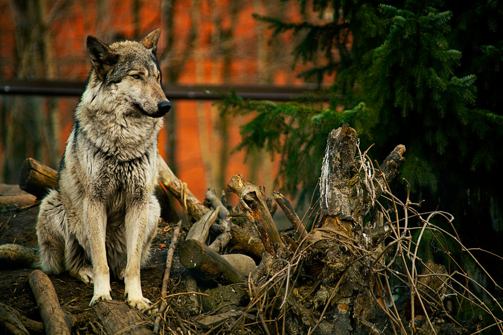 photo "Wolf" tags: nature, wild animals