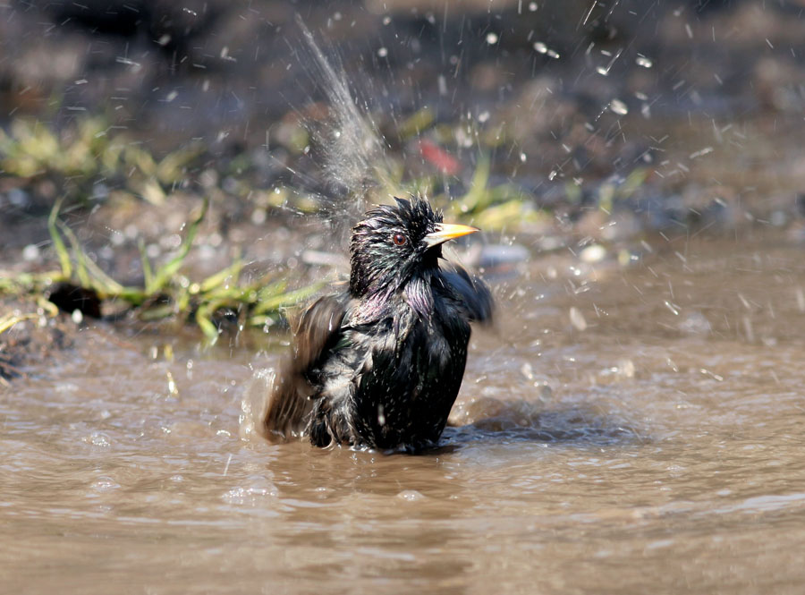 воробьи купаются в луже. птичка в ванне. птица в ванной. скворцы в луже. купаются воробьи ранней весной.