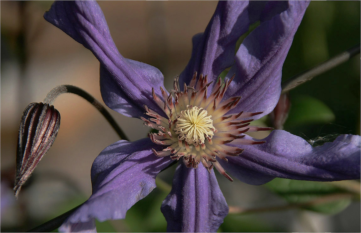 photo "The Lilac" tags: nature, macro and close-up, flowers