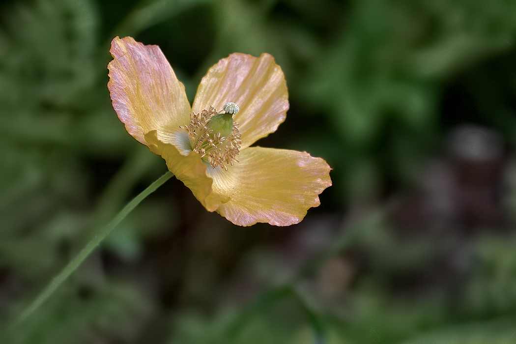 photo "***" tags: nature, flowers