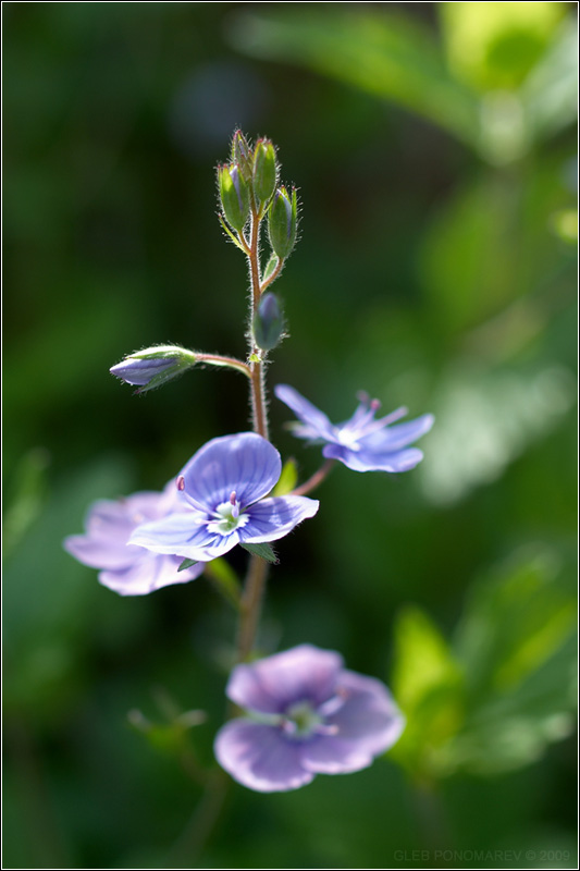 photo "***" tags: nature, macro and close-up, flowers