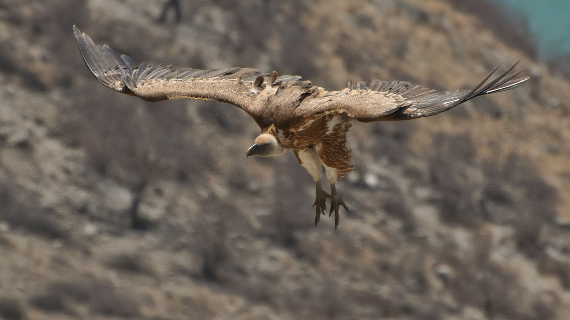 photo "***" tags: nature, wild animals