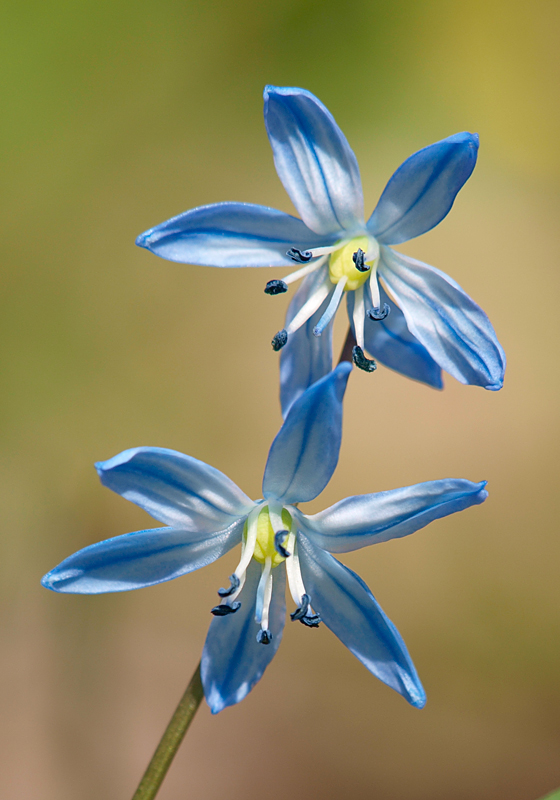 photo "***" tags: nature, flowers