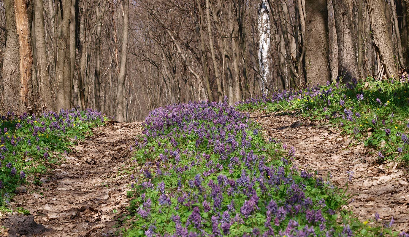 photo "***" tags: landscape, forest, spring