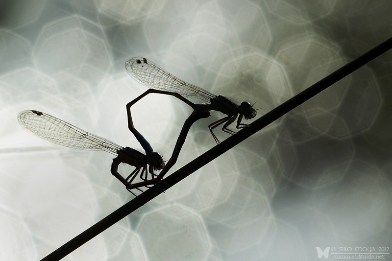фото "Summer love" метки: природа, макро и крупный план, насекомое