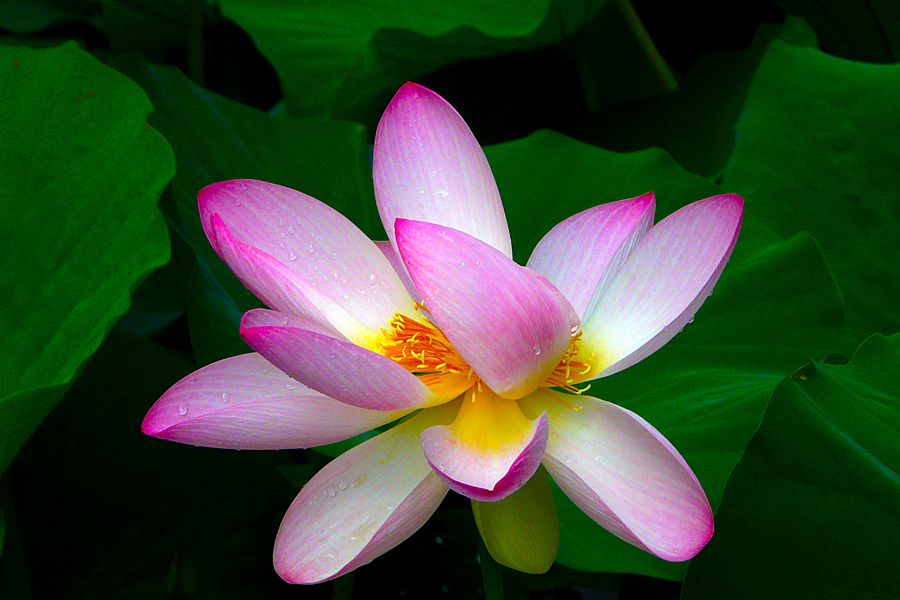 photo "Pink lily" tags: nature, macro and close-up, flowers, lake, summer