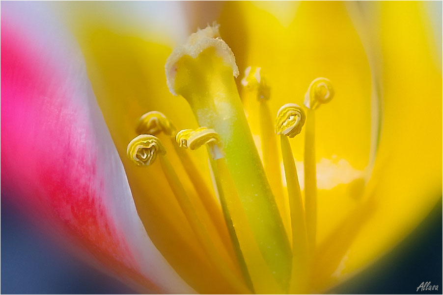 photo "***" tags: nature, macro and close-up, flowers