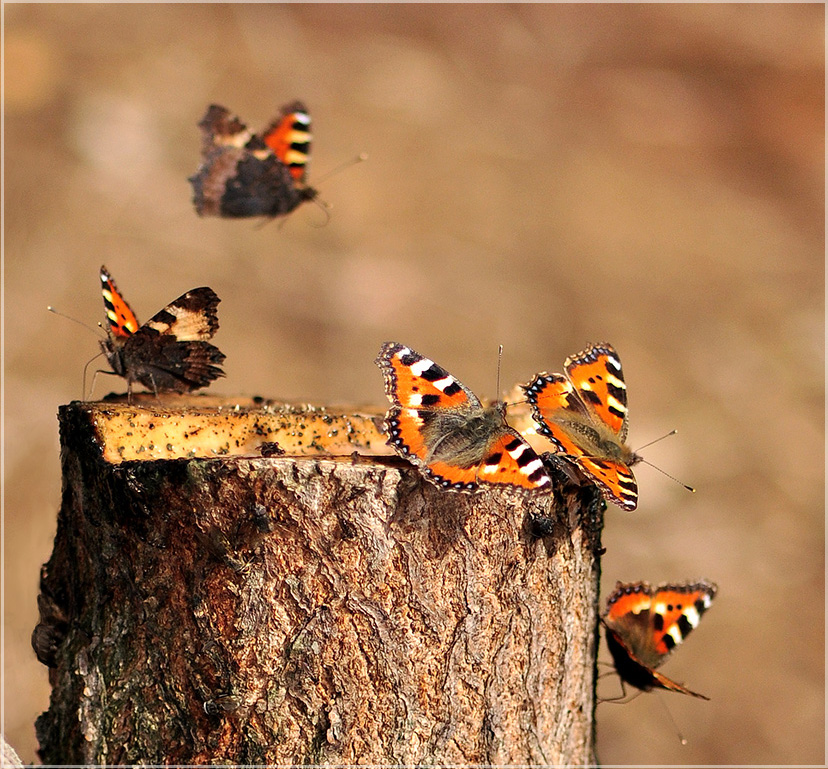 photo "***" tags: nature, genre, insect