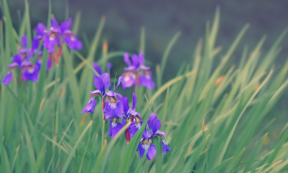 photo "***" tags: nature, flowers