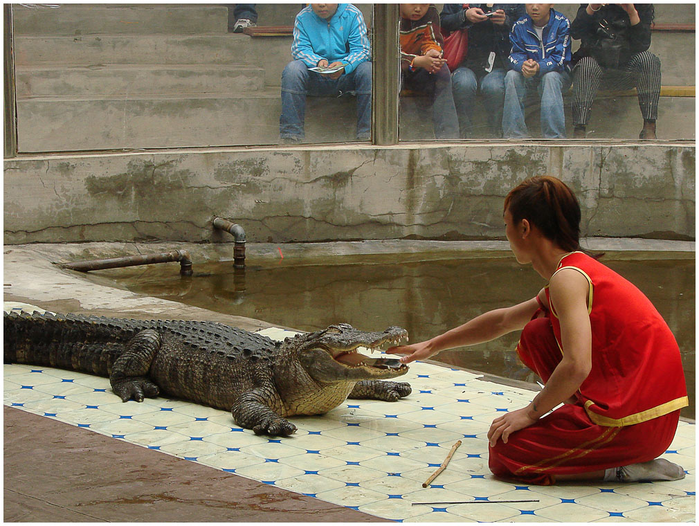фото "Шоу с крокодилами" метки: природа, дикие животные