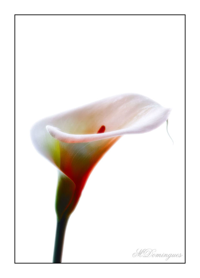 photo "Arum flower" tags: nature, flowers