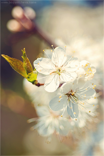 photo "Cherry blossom" tags: nature, macro and close-up, flowers