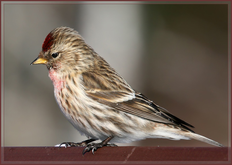 photo "Acanthis flammea" tags: nature, wild animals