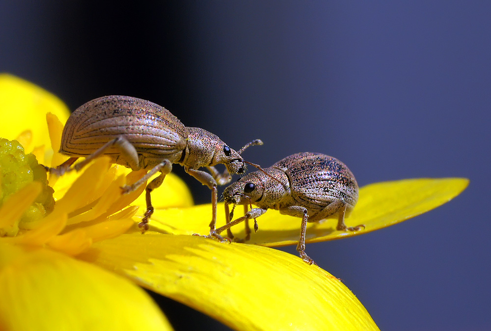 photo "макро  долгоносики" tags: nature, insect