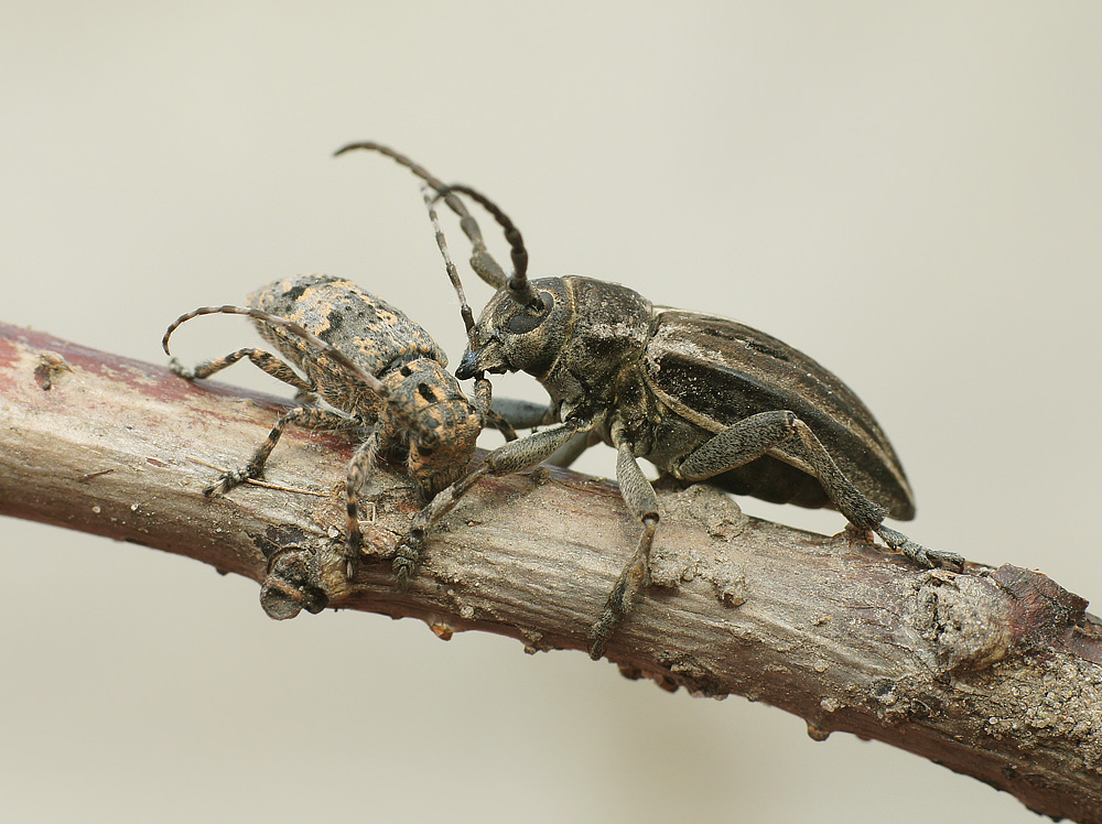 photo "макро жук-усач" tags: macro and close-up, nature, insect