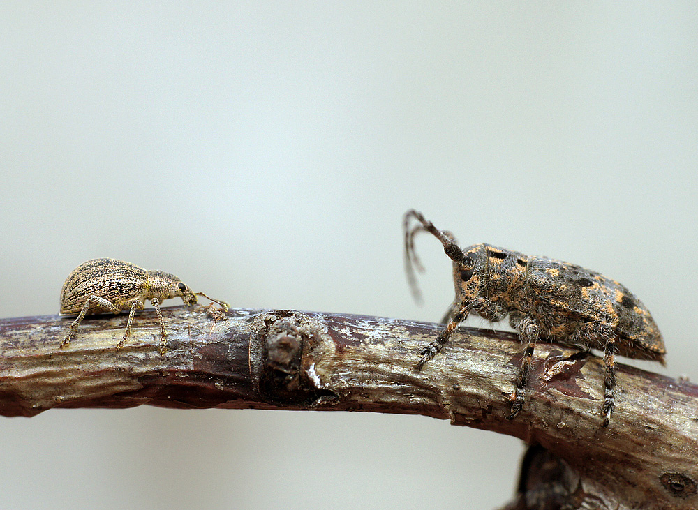 photo "макро жуки" tags: macro and close-up, nature, insect