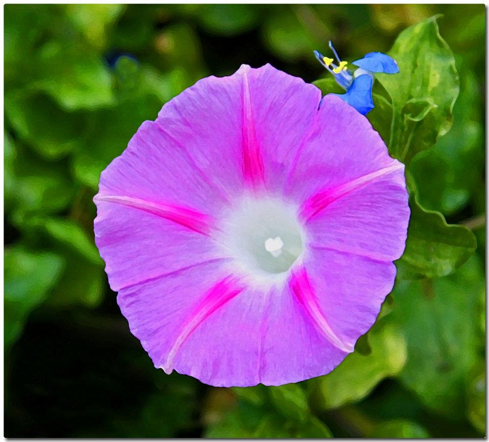 photo "Ahh Spring" tags: nature, macro and close-up, flowers