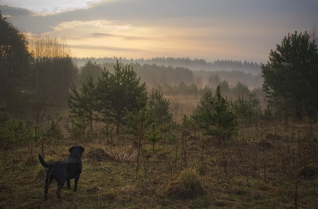 photo "Facing the day" tags: landscape, spring, sunset