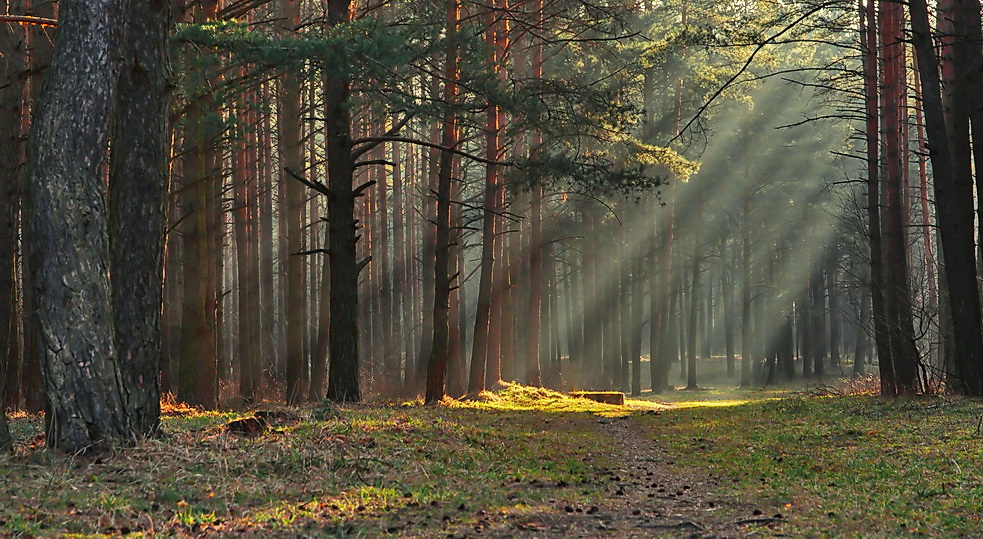 photo "***" tags: landscape, forest