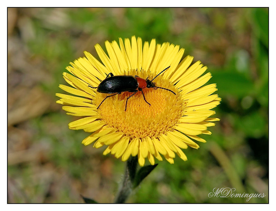 фото "wild flower" метки: природа, макро и крупный план, цветы