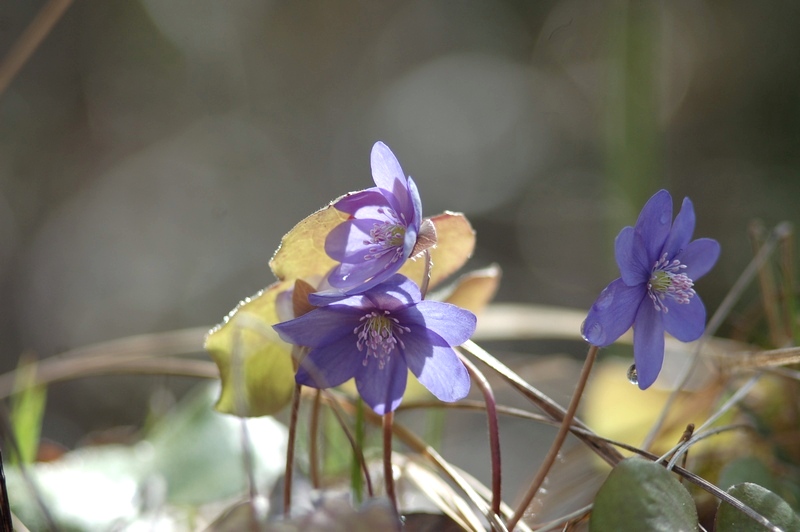 photo "***" tags: landscape, forest, spring