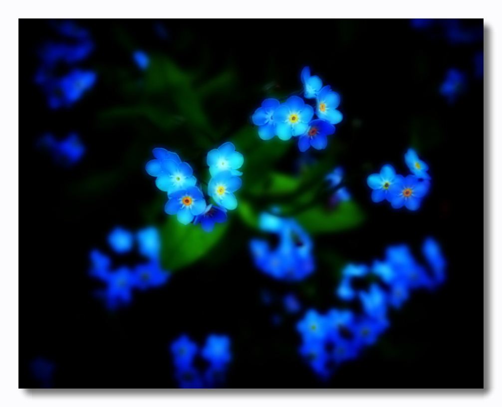 photo "forget me not" tags: nature, flowers