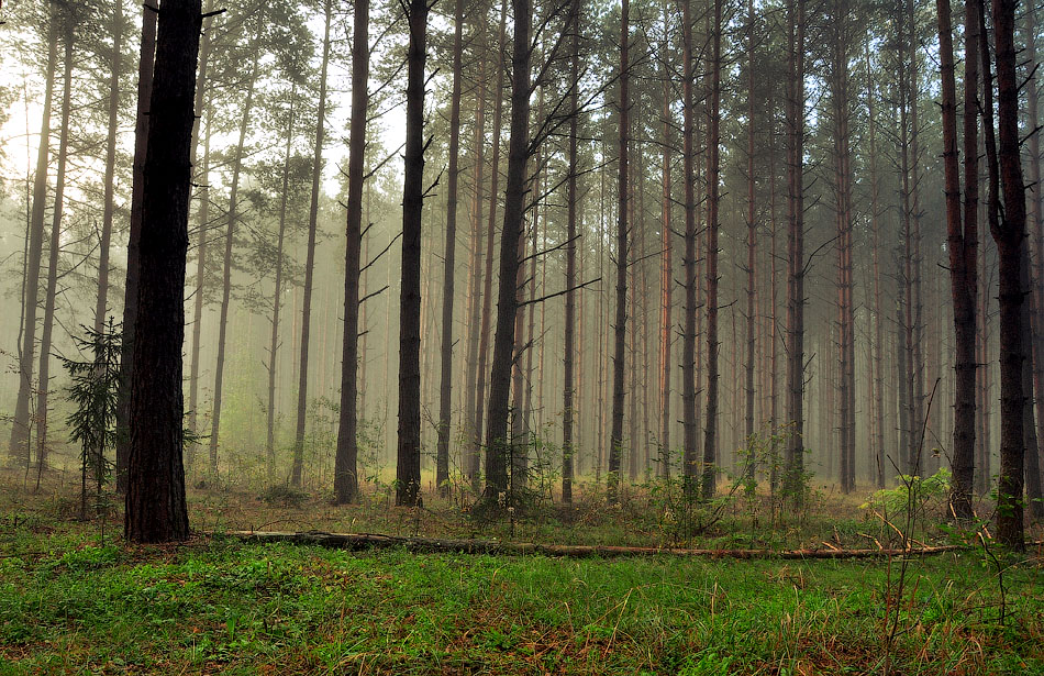 photo "***" tags: landscape, forest