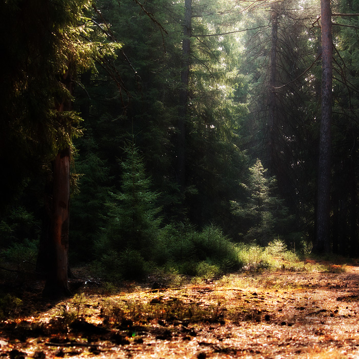 photo "***" tags: landscape, forest