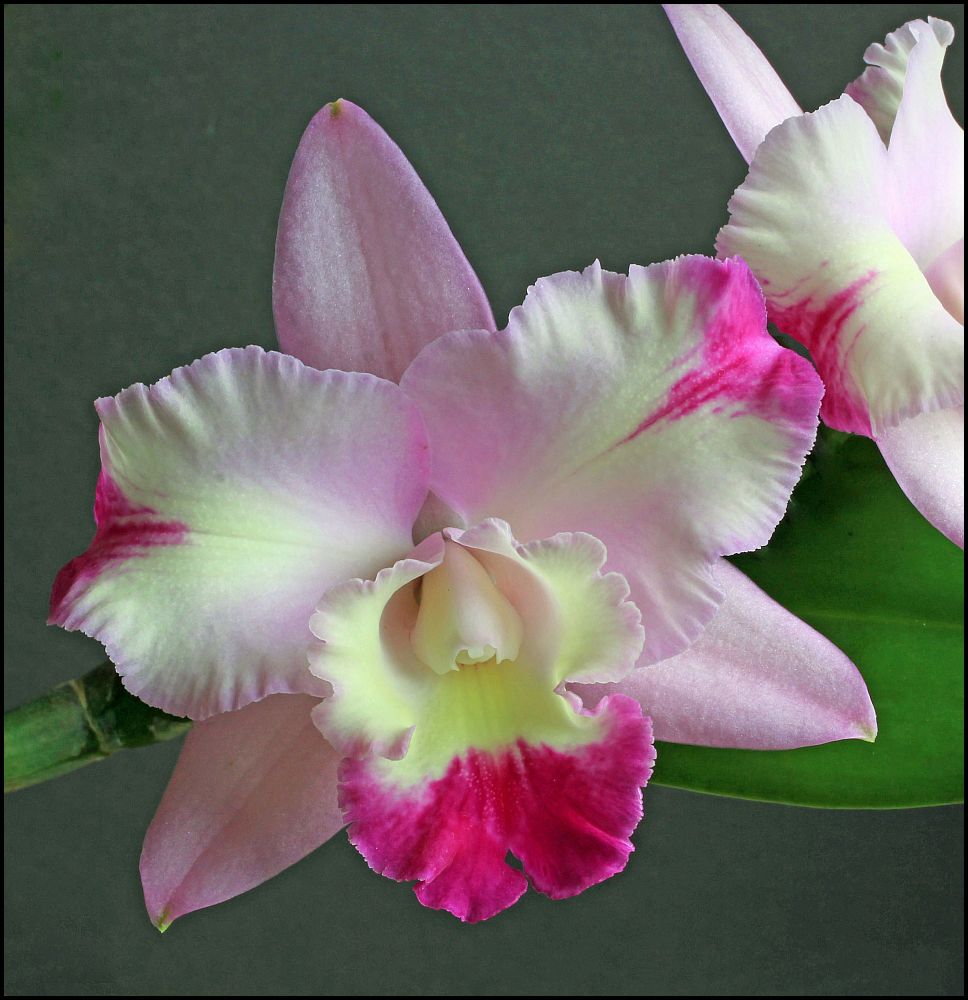 фото "Cattleya. Dendi's Song." метки: природа, цветы