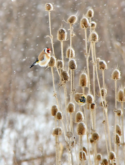 photo "***" tags: nature, 