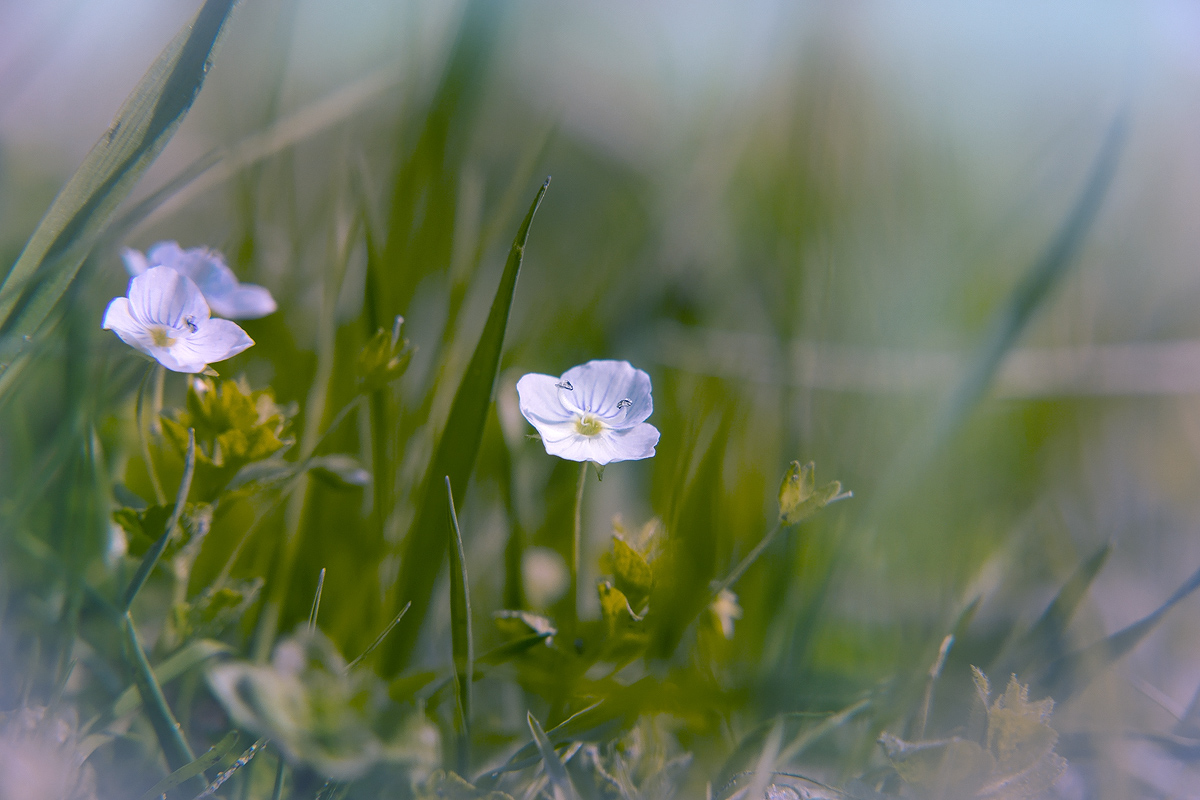 photo "***" tags: nature, macro and close-up, flowers