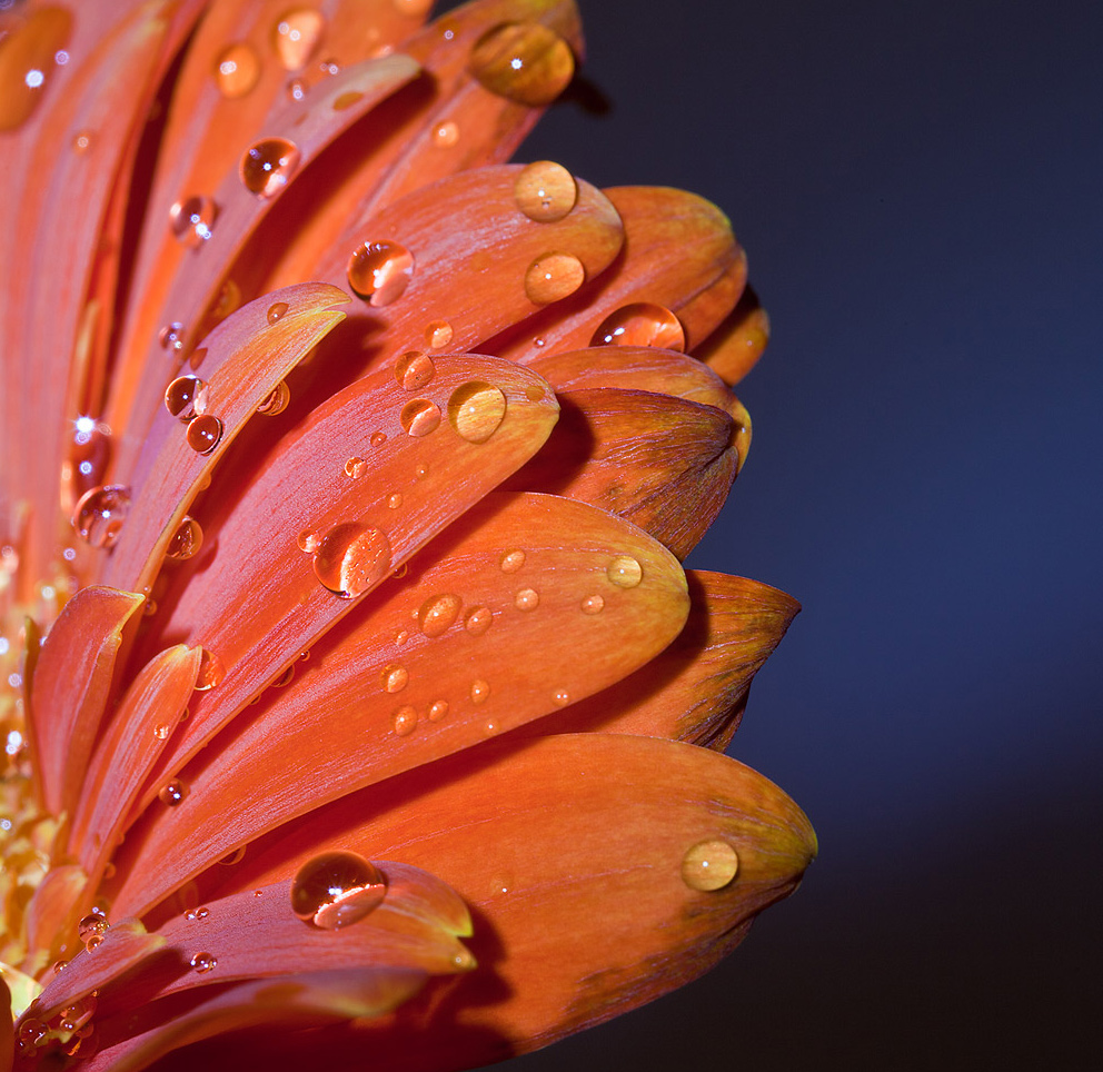 photo "***" tags: still life, macro and close-up, 