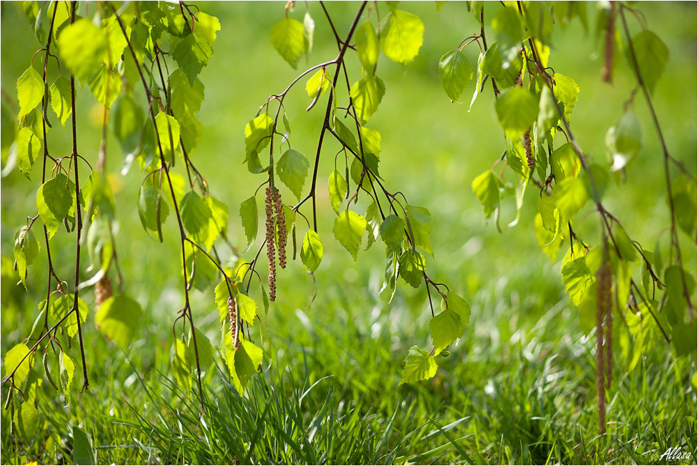 фото "На травке, под веточками..." метки: пейзаж, природа, весна