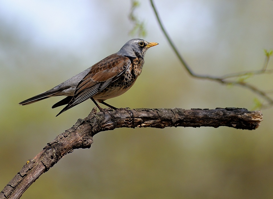 photo "***" tags: nature, wild animals