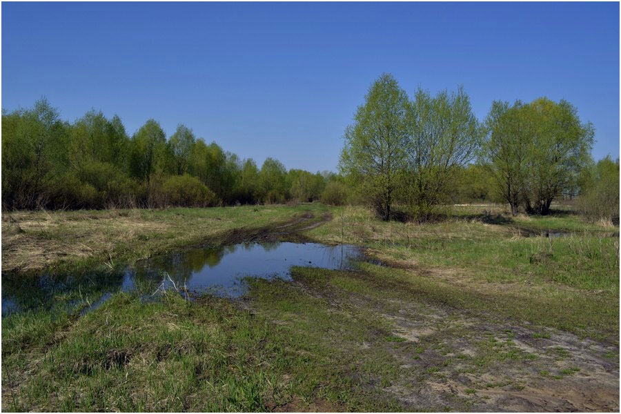 photo "***" tags: landscape, forest, spring