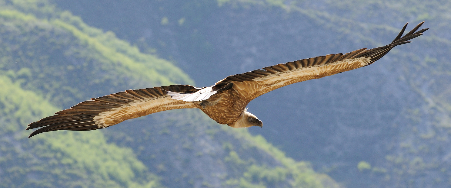 photo "***" tags: nature, wild animals